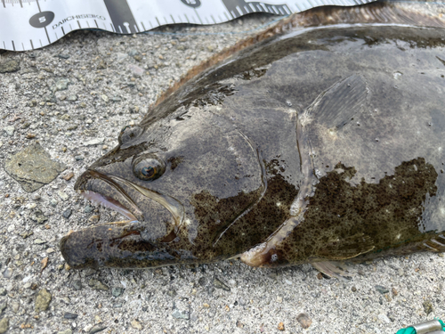 ヒラメの釣果