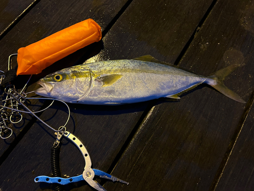 ワカシの釣果