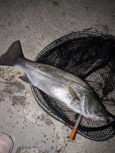 シーバスの釣果