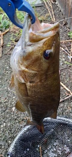 スモールマウスバスの釣果