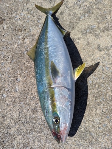 イナダの釣果