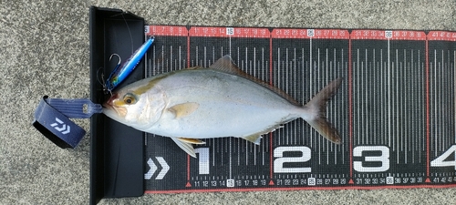 ショゴの釣果