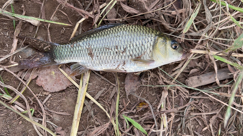 コイの釣果