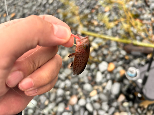 オオモンハタの釣果