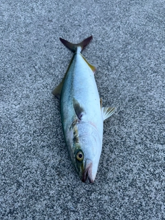 ハマチの釣果