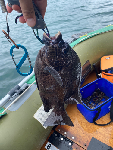 イシガキダイの釣果