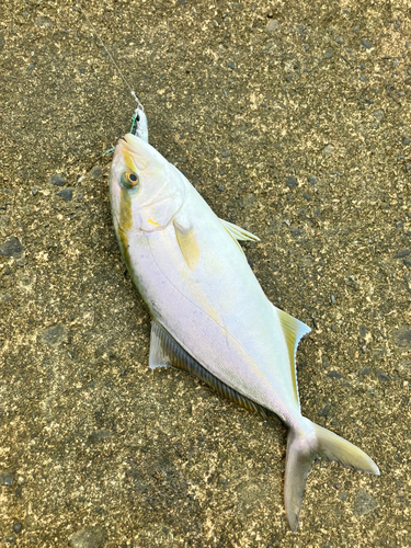 ショゴの釣果