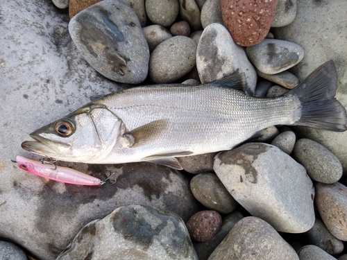 セイゴ（ヒラスズキ）の釣果