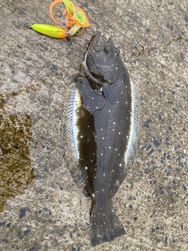 マゴチの釣果