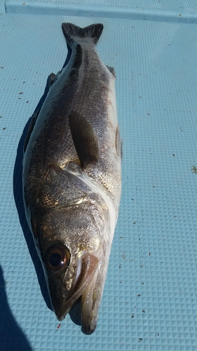 スズキの釣果