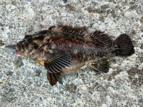 クロソイの釣果