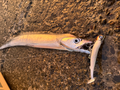 コウイカの釣果