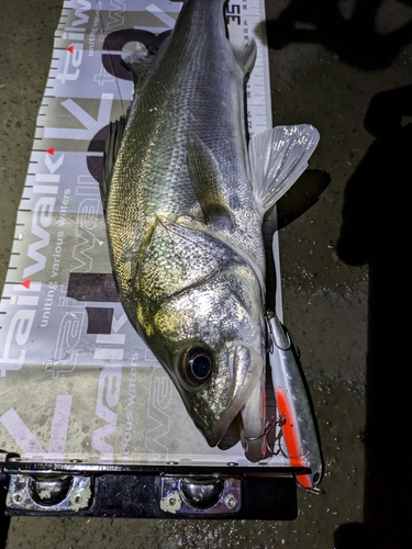 セイゴ（マルスズキ）の釣果