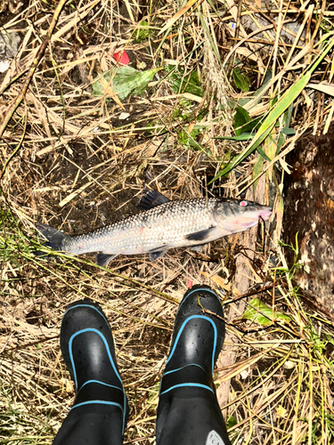 ニゴイの釣果