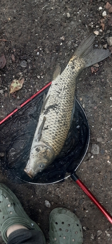 コイの釣果