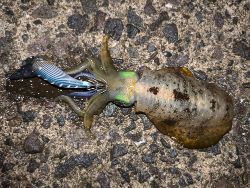 アオリイカの釣果