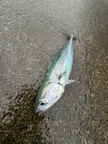 ソウダガツオの釣果