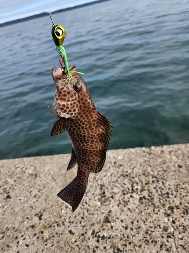 オオモンハタの釣果