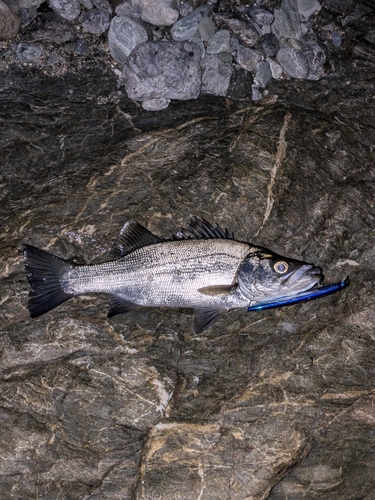 ヒラスズキの釣果