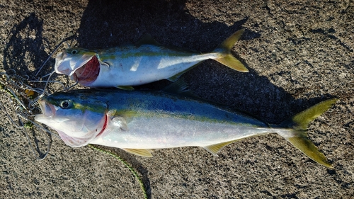 イナダの釣果