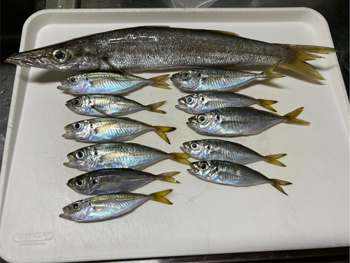 アジの釣果