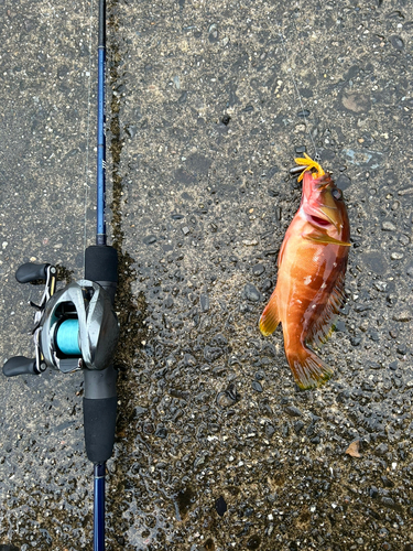 アカハタの釣果