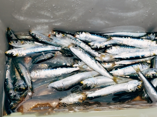 イワシの釣果