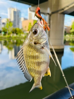 キビレの釣果