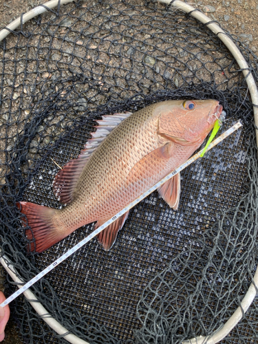 ゴマフエダイの釣果