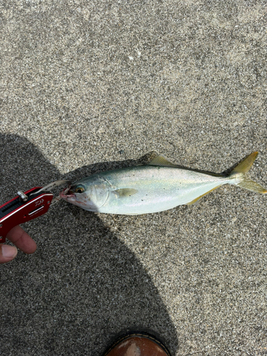 ワカシの釣果