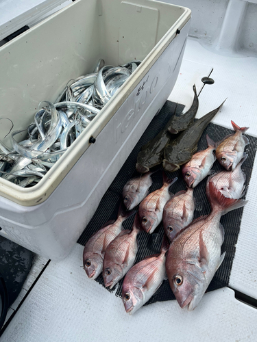 タイの釣果