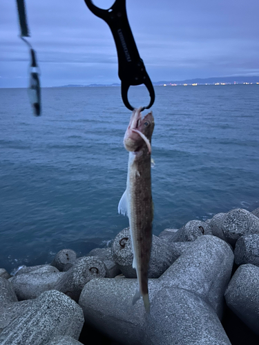 エソの釣果