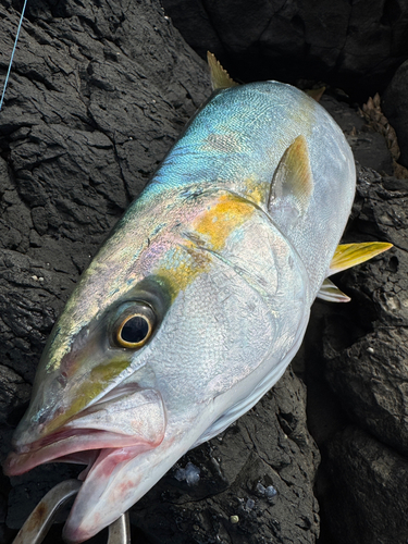 ヒラスの釣果