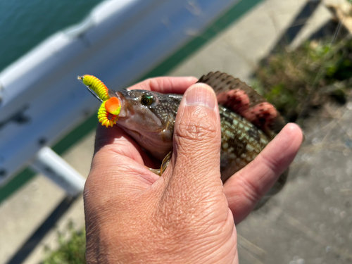 アイナメの釣果