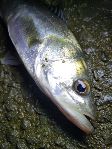 フッコ（マルスズキ）の釣果