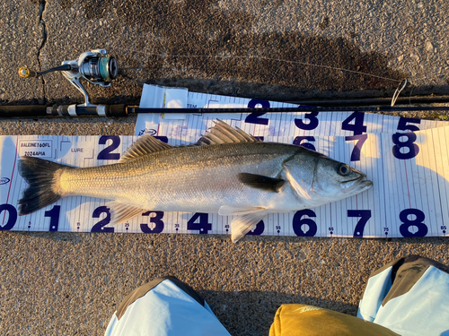 シーバスの釣果