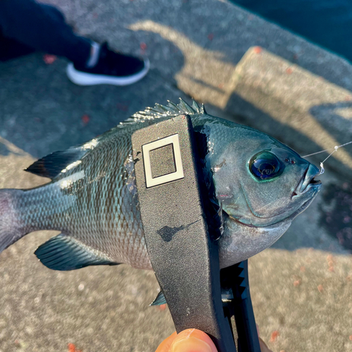 クチブトグレの釣果