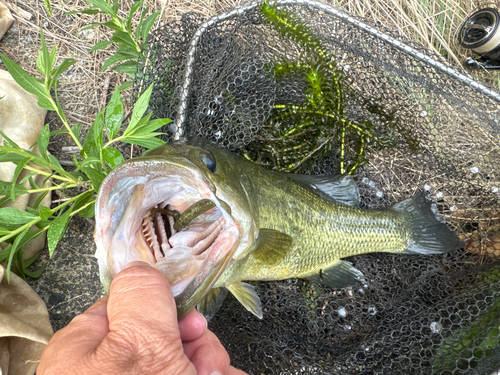 ラージマウスバスの釣果