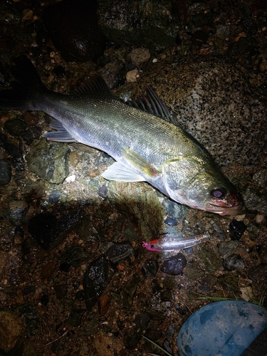 シーバスの釣果