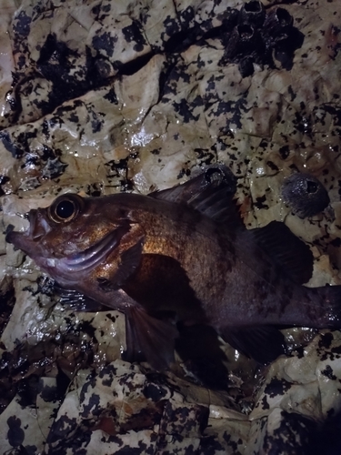 釣果