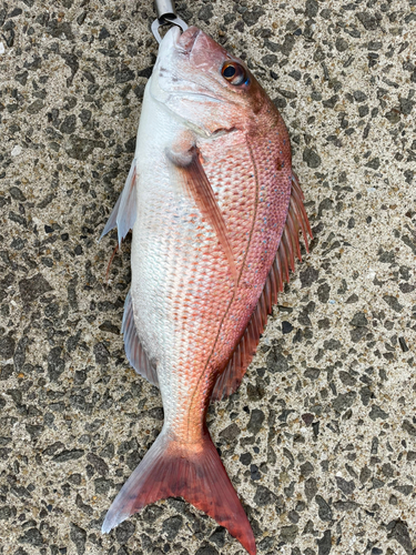 マダイの釣果