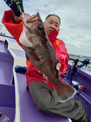 マハタの釣果