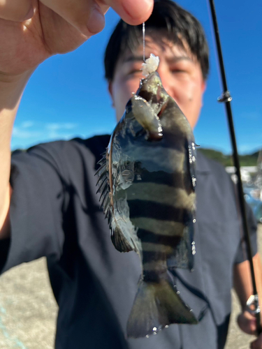 シマダイの釣果