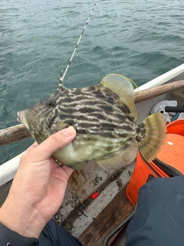 カワハギの釣果