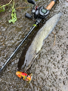 ナマズの釣果