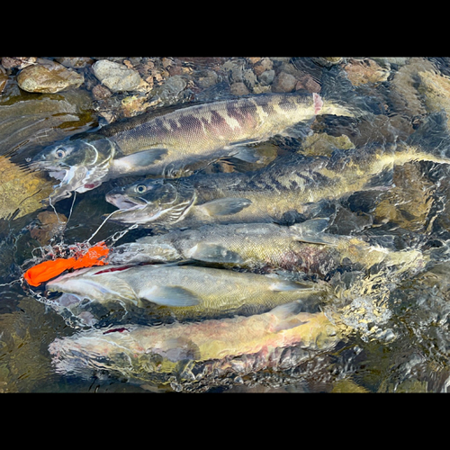 アキアジの釣果