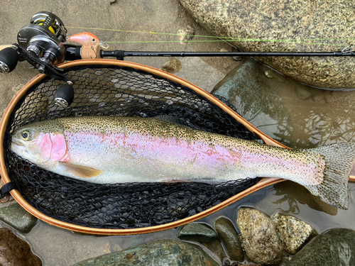 ニジマスの釣果