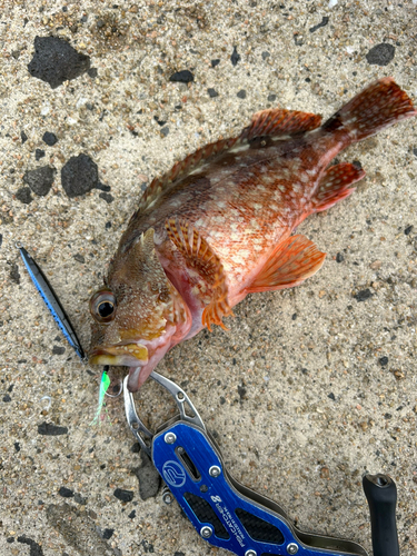 カサゴの釣果