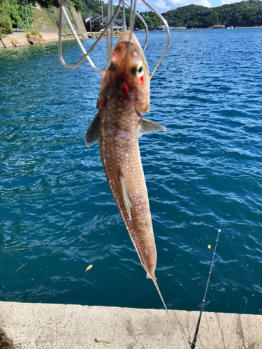 エソの釣果