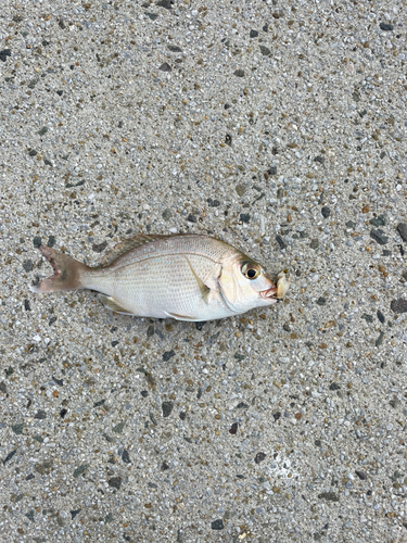 チャリコの釣果